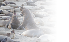 elephant seals